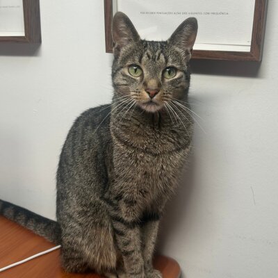 La Gata