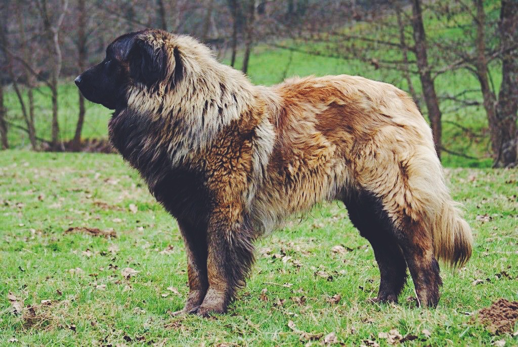 Serra da Estrela Dog breed