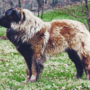 Serra da Estrela Dog