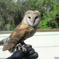 Falconry in Portugal