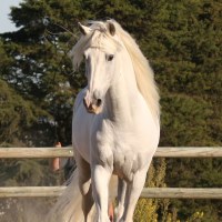 Discover the Lusitano Horse