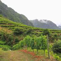 Private Madeira wine tour