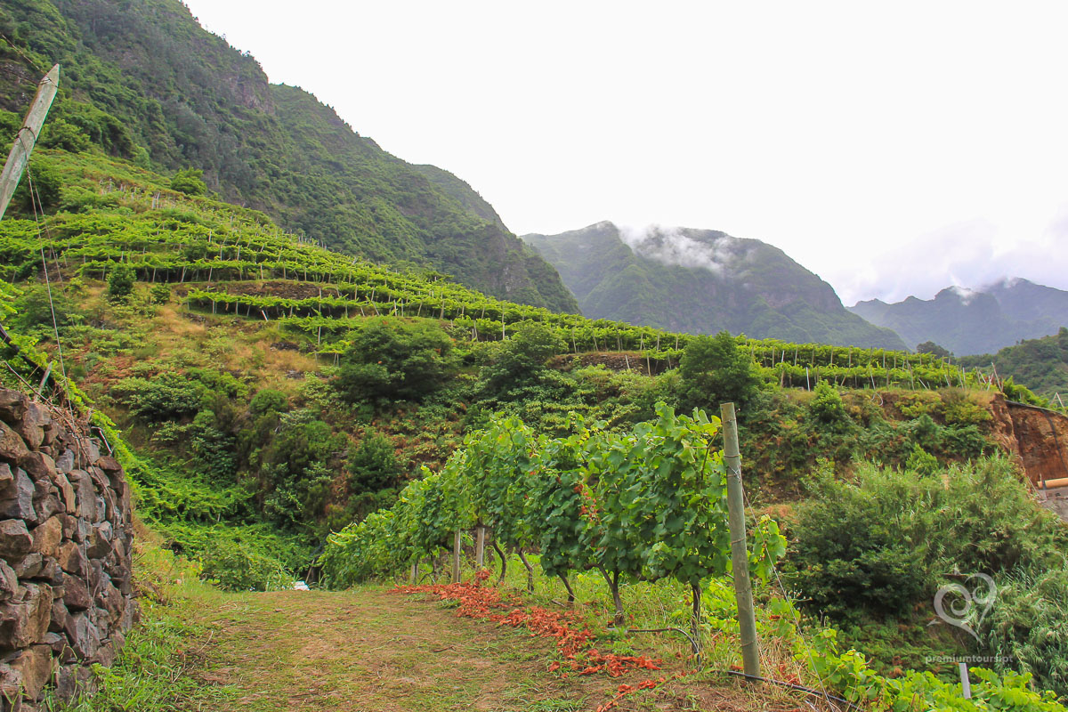 best wine tours madeira