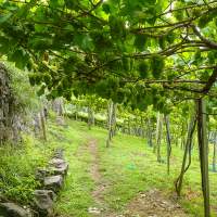 Private Madeira wine tour