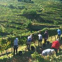 Experiencias únicas en el Duero, además de beber vino.