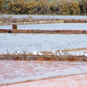 Avifauna