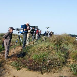 Birdwatching