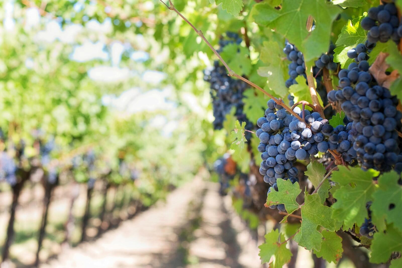 A bunch of ripe red grapes in a vineyard in Portugal, a typical scene from wine tourism tours in the Douro or Alentejo, ideal for wine and nature lovers.