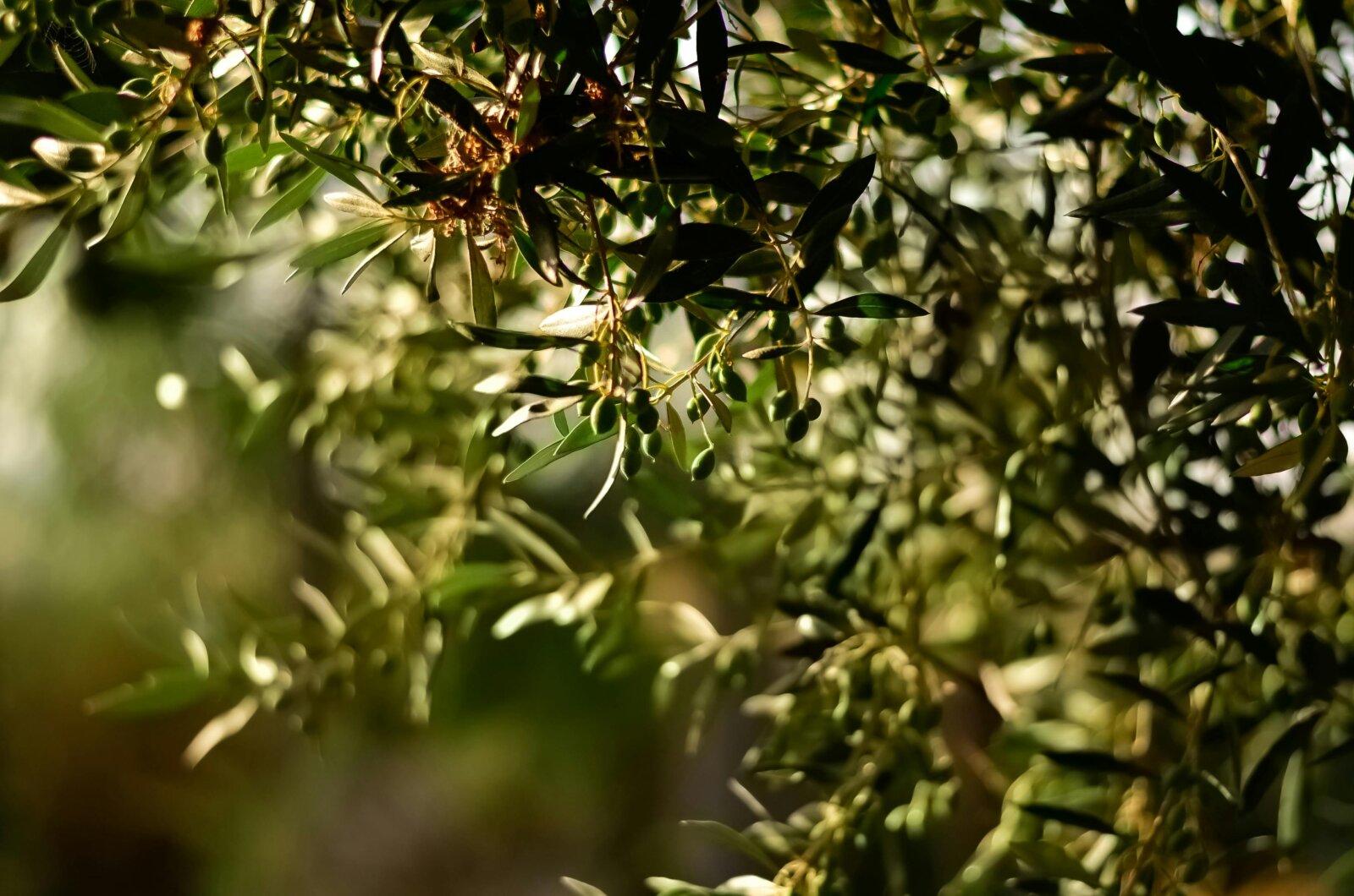 An olive branch with green olives in the sun, symbolizing agricultural tradition and olive oil production in Portugal, highlighted in rural experiences and wine and gastronomy tours by Premium Tours.