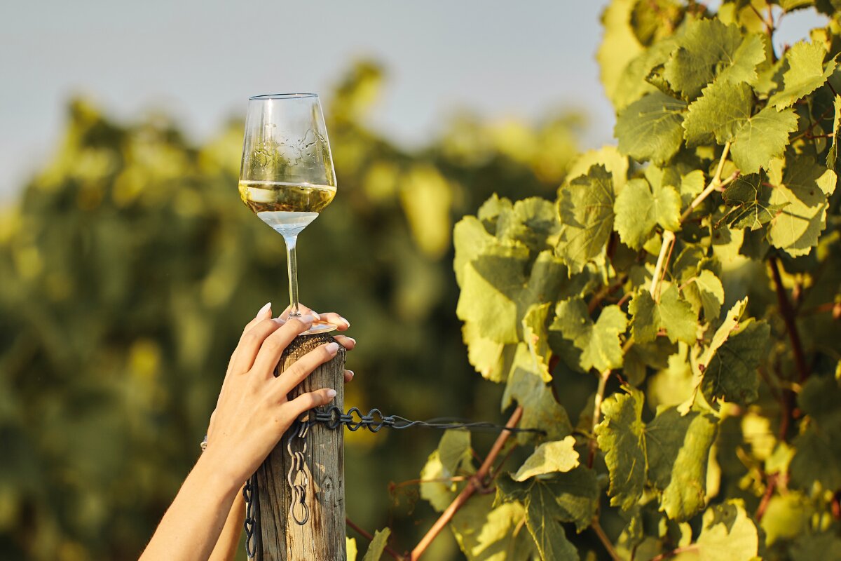 Glass of Vinho Verde white wine held among lush vineyards in Portugal's Vinho Verde wine region.